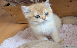 Británico de Pelo Corto gatos en venta: Gatito british chocolate golden pura raza - Imagen 2