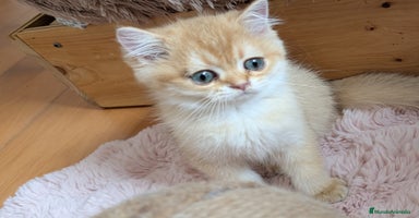 Británico de Pelo Corto gatos - Anuncio 2