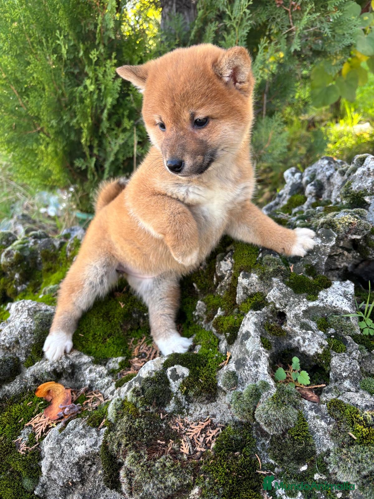 Shiba Inu perros Shiba Inu - Anuncio 2