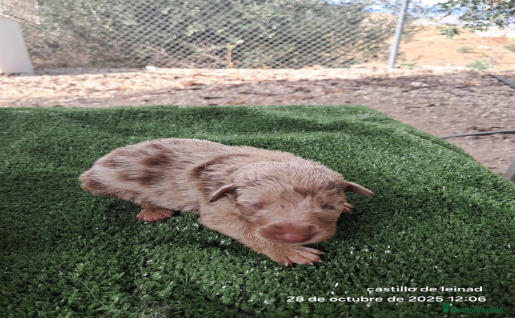 Border Collie perros - Anuncio 4