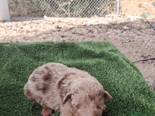 Border Collie perros - Anuncio 1
