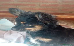 Raza Mixta perros en venta: CAMADA DE YORCHIS  - Imagen 2