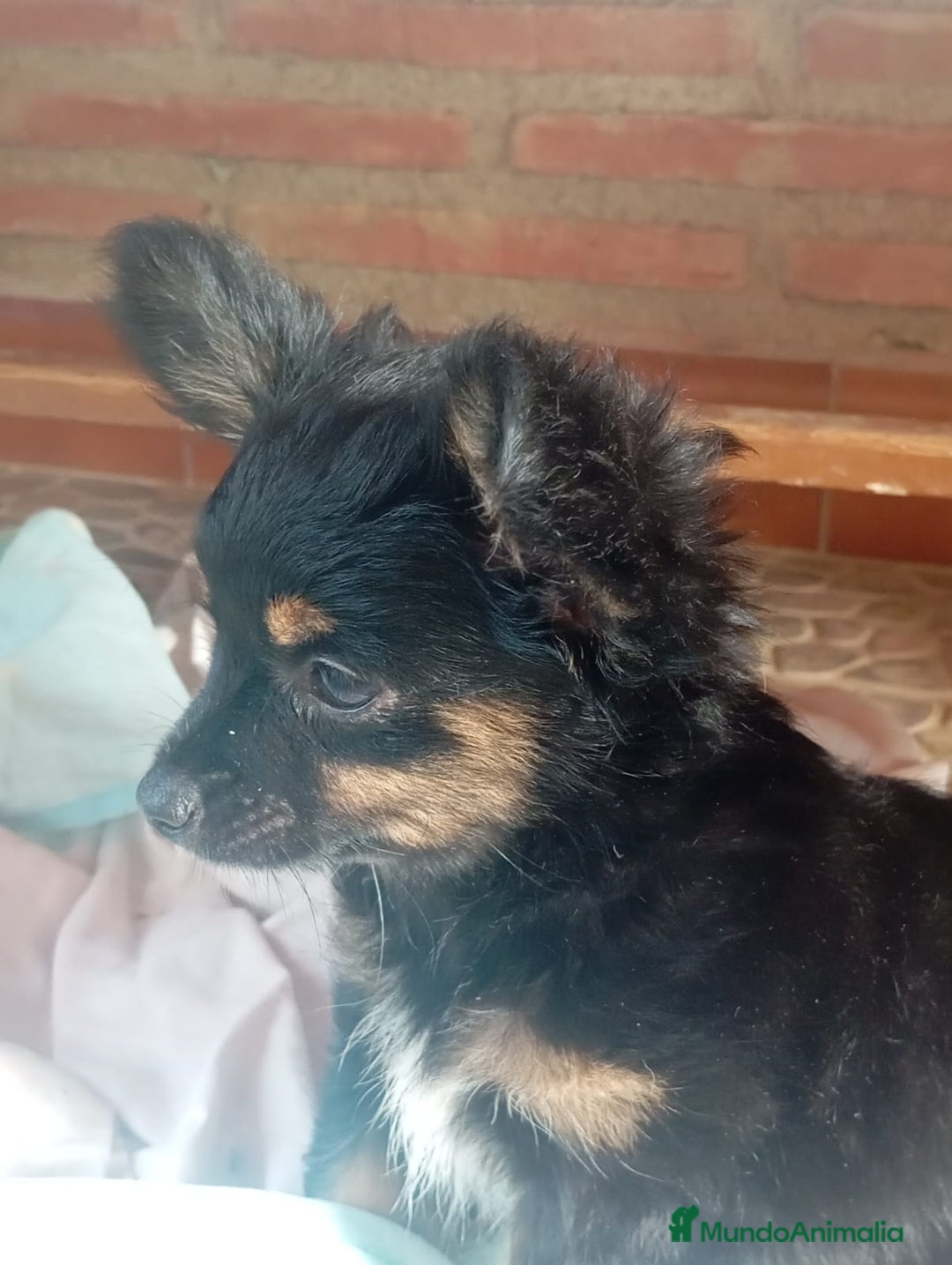 Raza Mixta perros en venta: CAMADA DE YORCHIS  - Imagen 2
