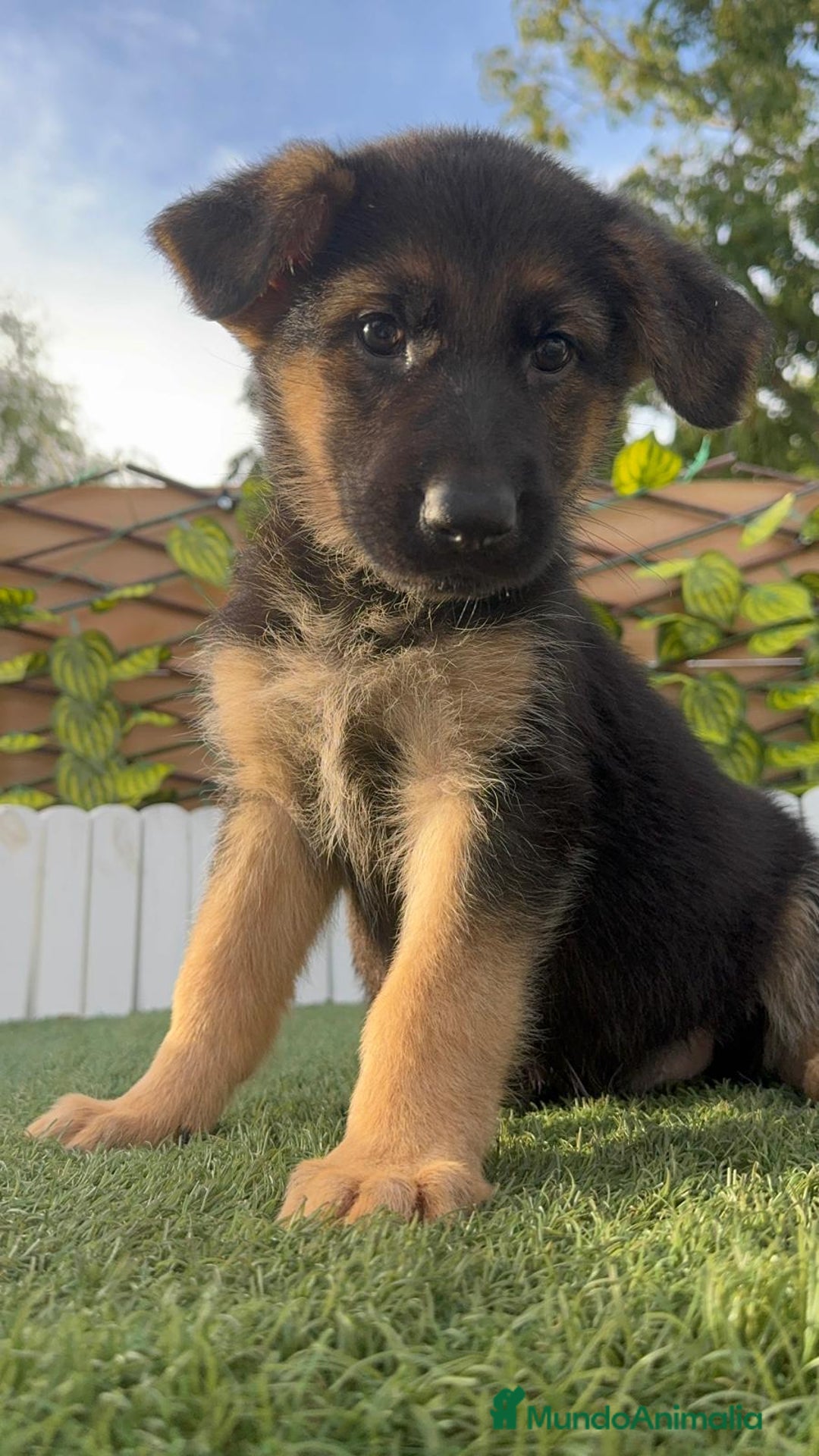 Pastor Alemán perros en venta: PASTOR ALEMAN HEMBRA - Imagen 14