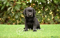Labrador Retriever perros en venta: Labrador retriever color negro disponibles - Imagen 6