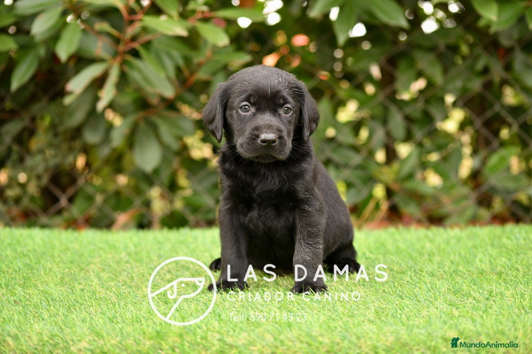 Labrador Retriever perros en venta: Labrador retriever color negro disponibles - Imagen 6