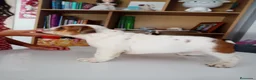 Bulldog Inglés perros en venta: Cachorro de Bulldog Inglés  - Anuncio 3