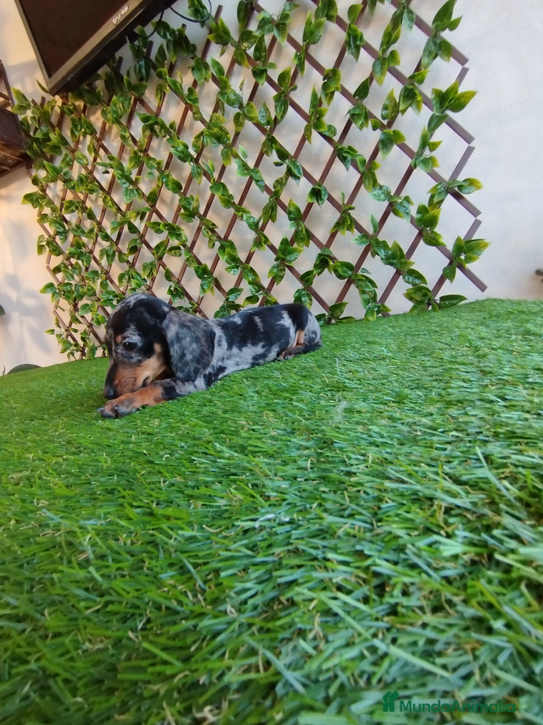 Teckel Miniatura perros en venta: Teckels miniatura  - Anuncio 3