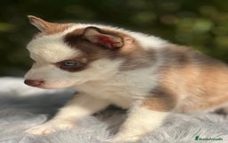 Husky Siberiano perros en venta: Husky siberiano  - Imagen 10