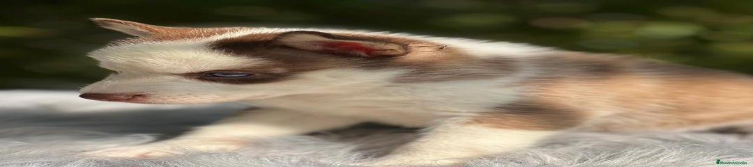 Husky Siberiano Cachorro 6