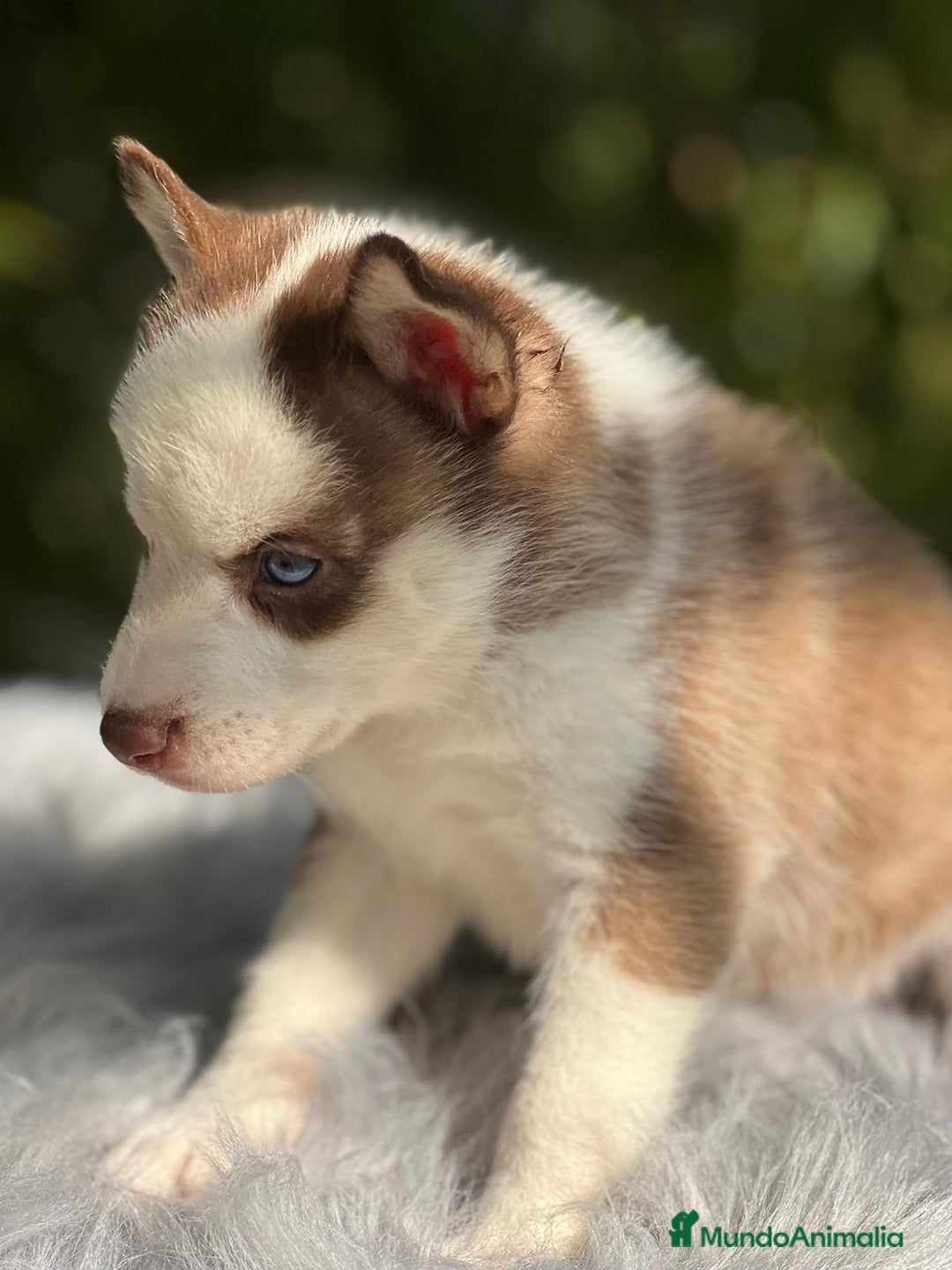 Husky Siberiano perros en venta: Husky siberiano  - Imagen 10