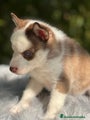 Husky Siberiano Cachorro 6