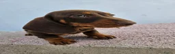 Teckel perros en venta: Teckel kanichen precio real - Anuncio 6