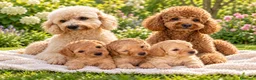 Caniche Toy perros en venta: Caniche toy - Anuncio 1