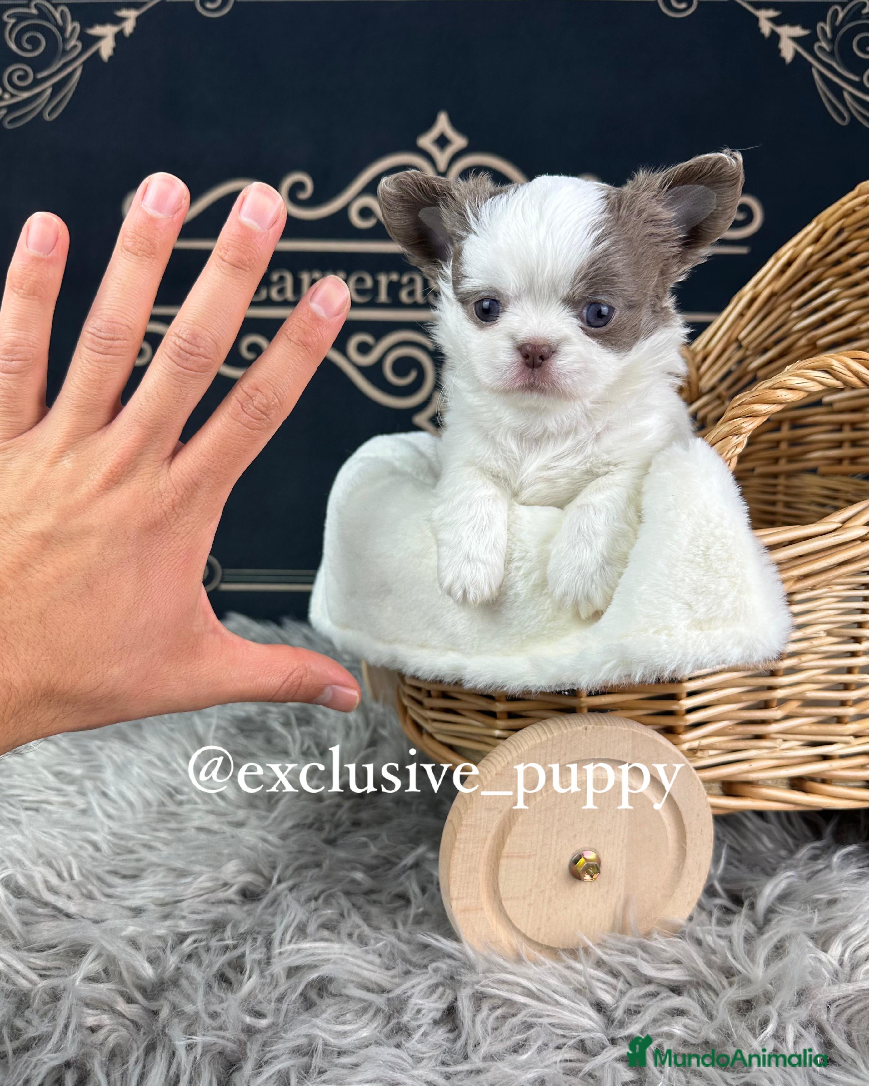 Chihuahua perros 🥇 Espectacular Chihuahua Miniatura  - Anuncio 2