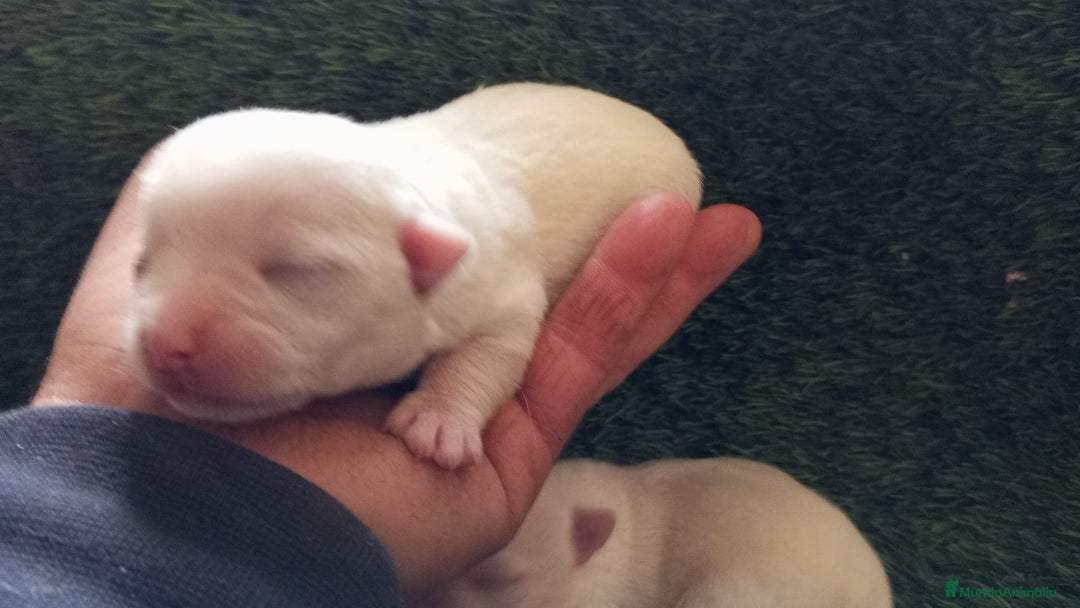 Chihuahua perros en venta: Chihuhuas - Anuncio 7