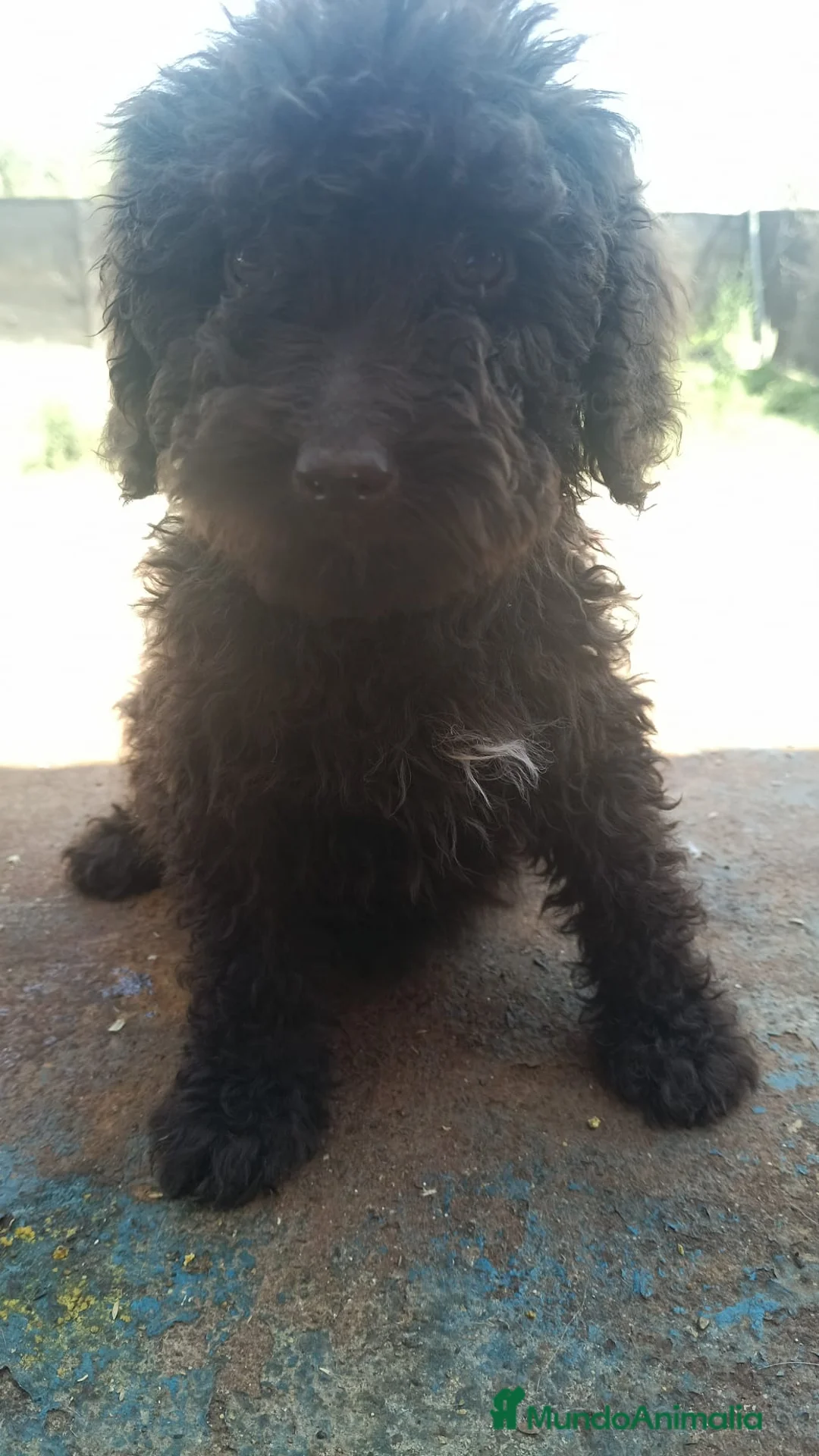 Perro de Agua Español perros en venta: Espectaculares perros de agua🐾🐶 en Sevilla - Anuncio 2