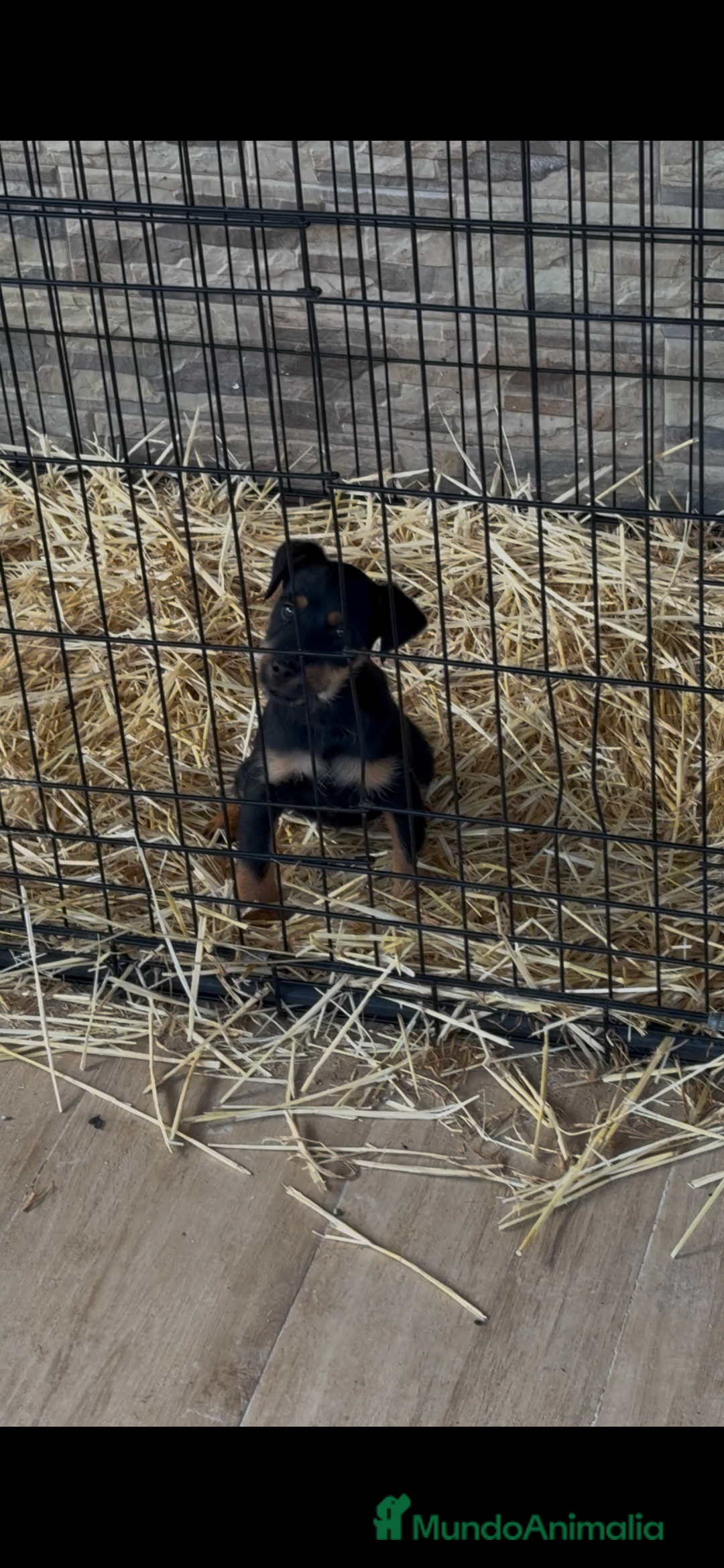 Terrier Alemán de Caza perros en venta: Hembra Jagd terrier  - Anuncio 3