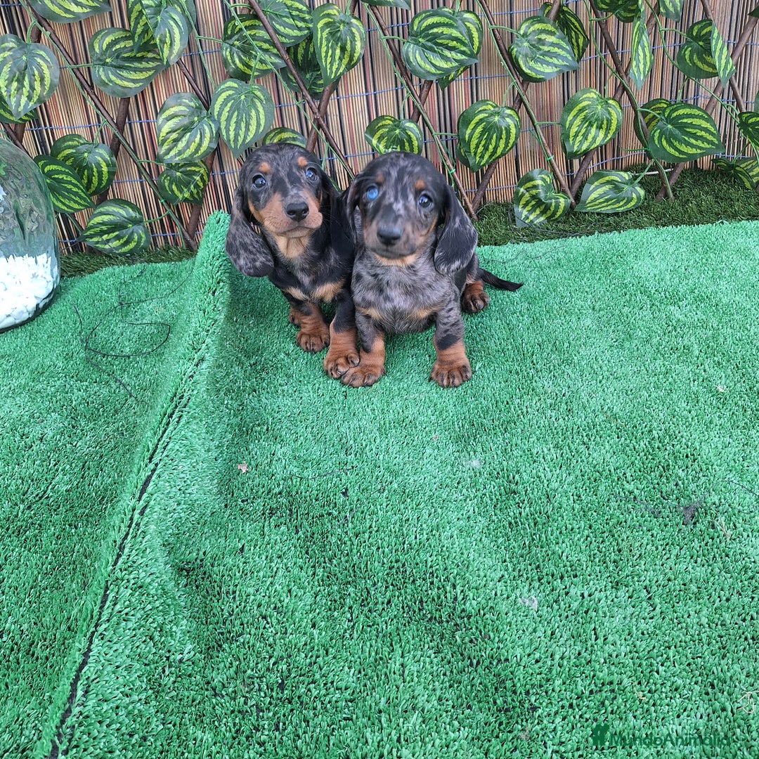 Teckel Miniatura perros en venta: TECKEL KANNINCHEN ARLEQUIN  - Imagen 1