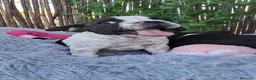 Bulldog Francés perros en venta: Bebés Bulldog Francés  - Anuncio 1
