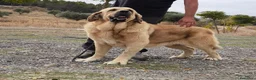 Mastín Español perros en venta: Cachorro Mastin Español - Anuncio 1