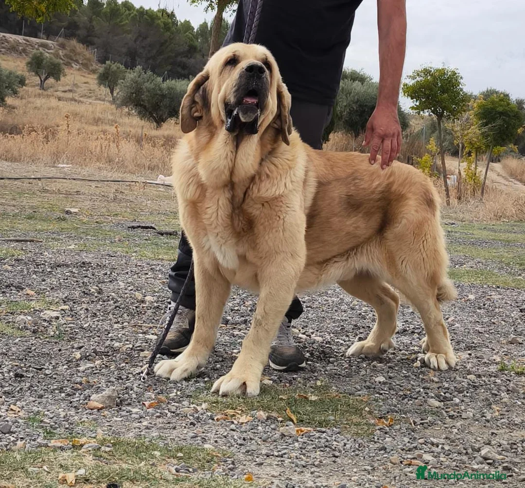Mastín Español perros en venta: Cachorro Mastin Español - Anuncio 1