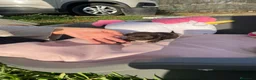 Chihuahua perros en venta: PRECIOSOS CHIHUAHUA RUSO Y ASIÁTICO       - Anuncio 16