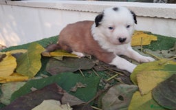 Border Collie perros en venta: GRAN CAMADA DE BORDER COLLIE - Imagen 7