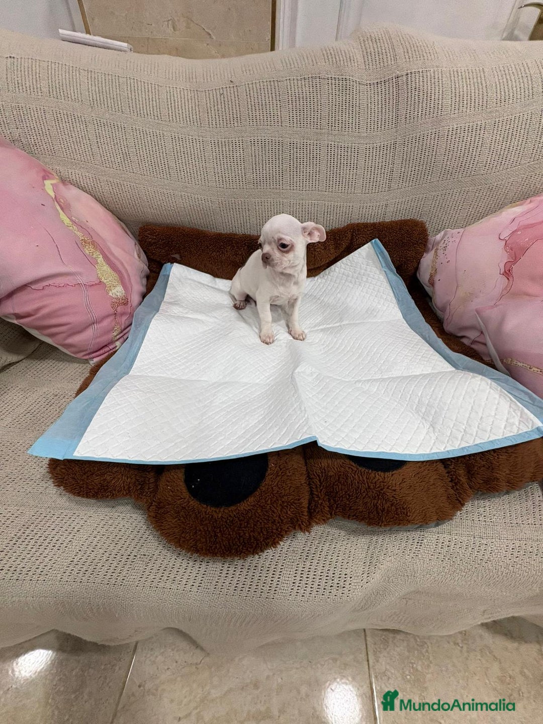 Chihuahua perros en venta: Chihuahua macho - Anuncio 4