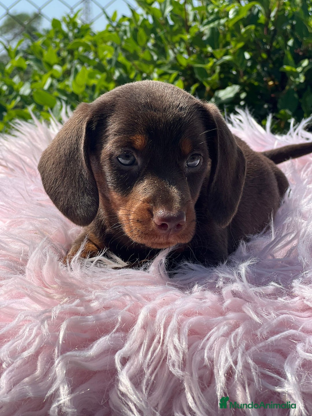 Teckel Miniatura perros en venta: Teckel chocolate - Imagen 1