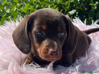 Teckel Miniatura perros Teckel chocolate - Anuncio 24