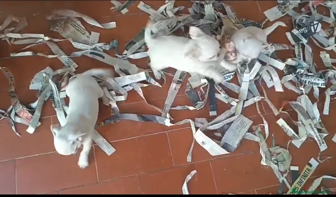 Chihuahua perros en venta: Chihuahuas toys - Anuncio 1