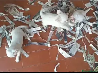 Chihuahua perros Chihuahuas toys - Anuncio 1