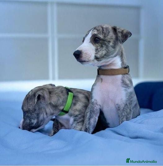 Whippet perros WHIPPET A NIVEL NACIONAL  en Badajoz - Anuncio 2
