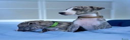 Whippet perros en venta: WHIPPET A NIVEL NACIONAL  en Badajoz - Anuncio 2