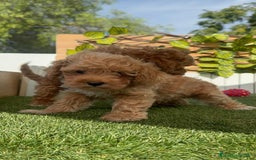 Caniche Toy perros en venta: CANICHE TOY MACHOS - Imagen 23