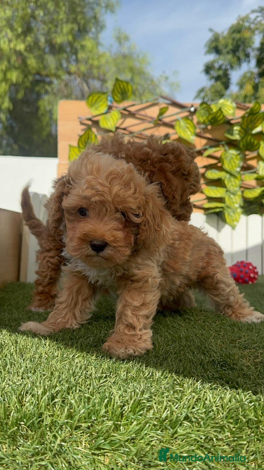 Caniche Toy perros en venta: CANICHE TOY MACHOS - Imagen 23