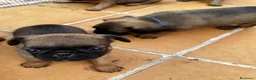 Petit Brabançon perros en venta: Petit Brabançon  - Anuncio 10