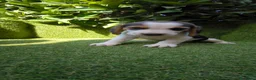 Beagle perros en venta: beagles tricolor 2 machos  - Anuncio 15