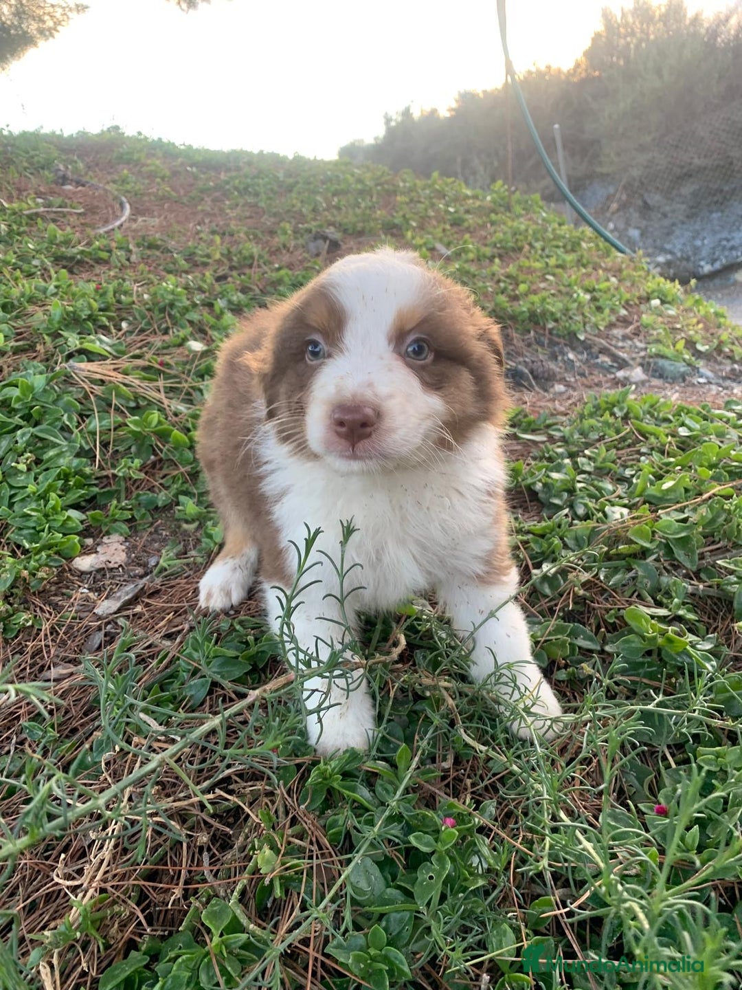 Pastor Australiano perros en venta: Cachorro PASTOR AUSTRALIANO  - Anuncio 15