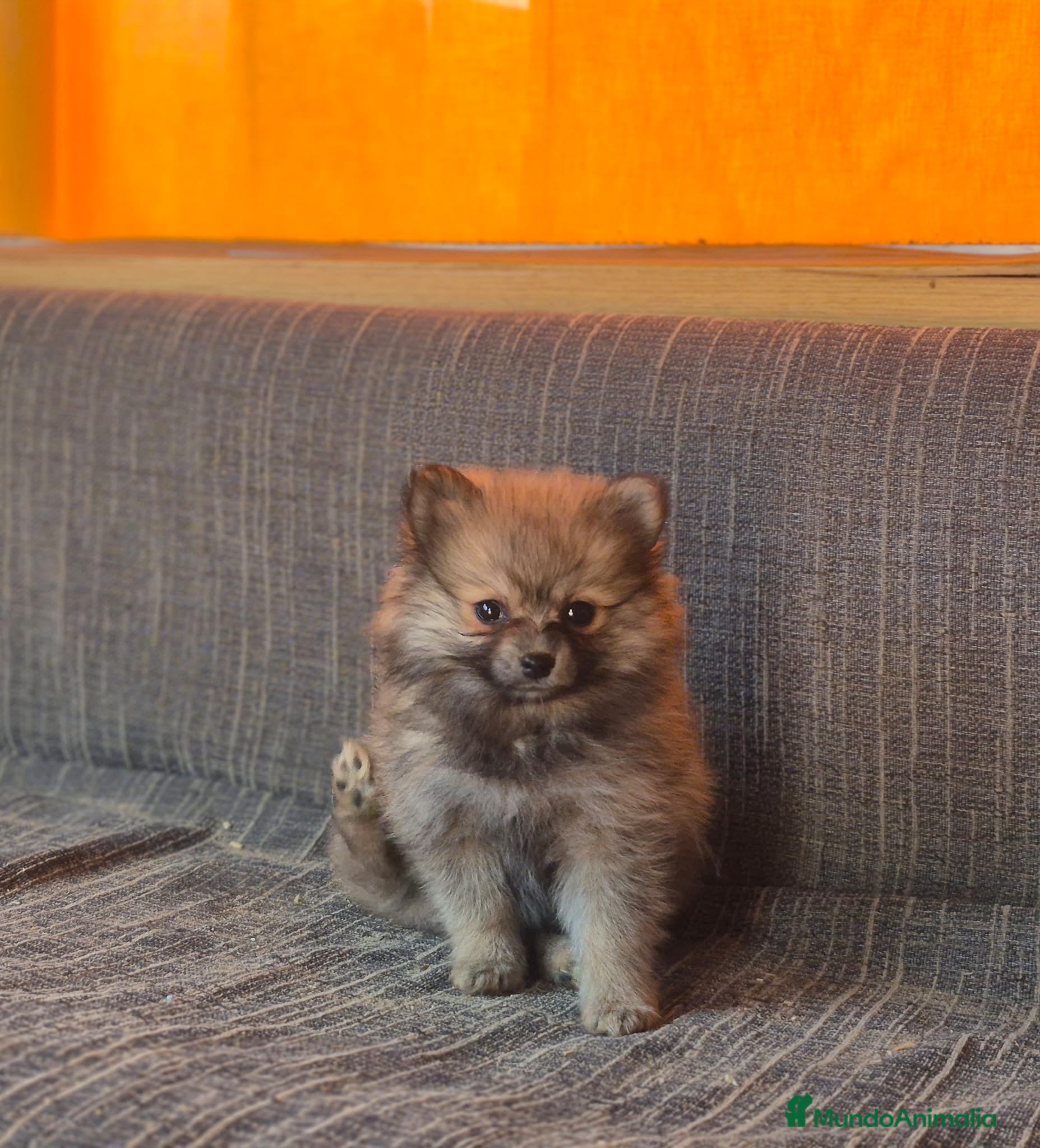Pomerania perros Bellos Cachorros de Pomerania  - Anuncio 1