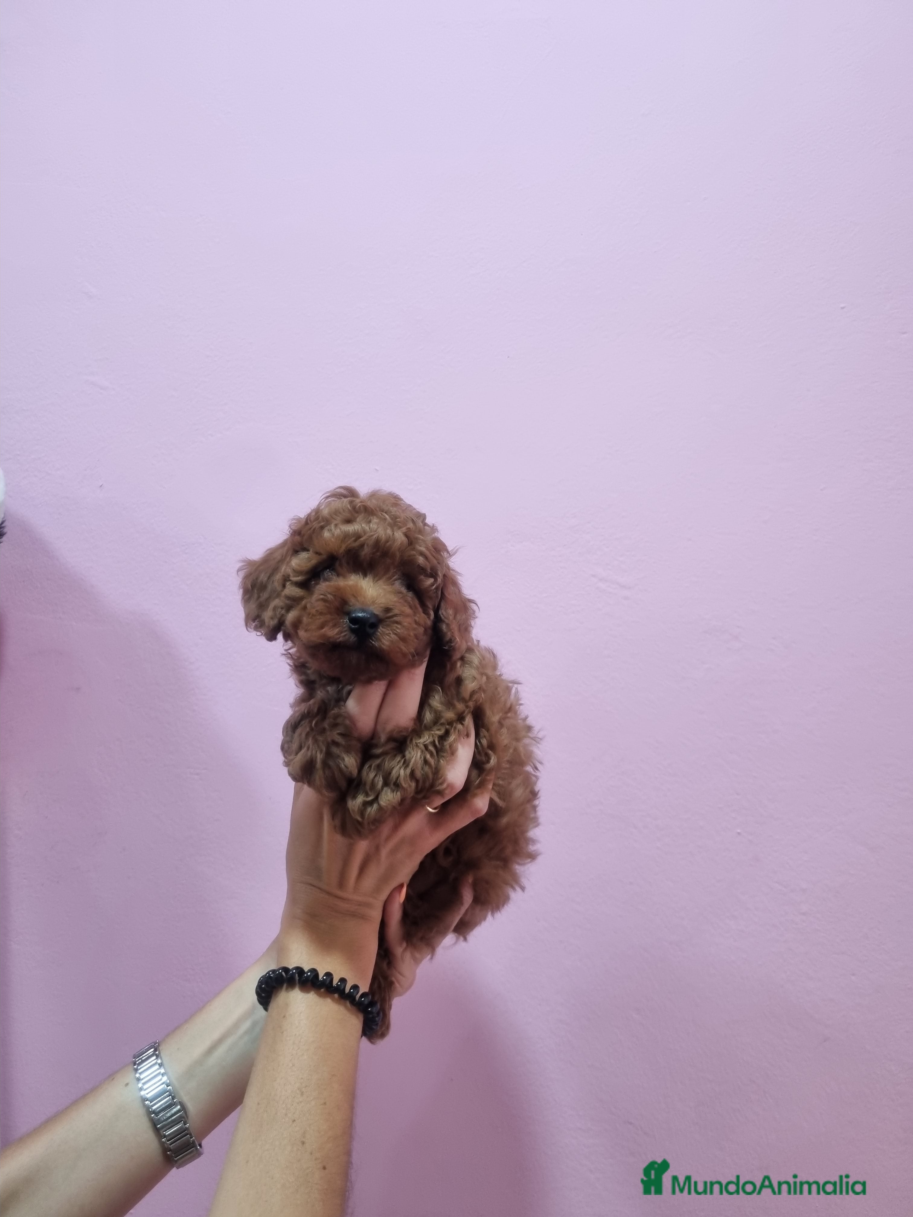 Caniche Toy perros Caniches minis - Anuncio 2