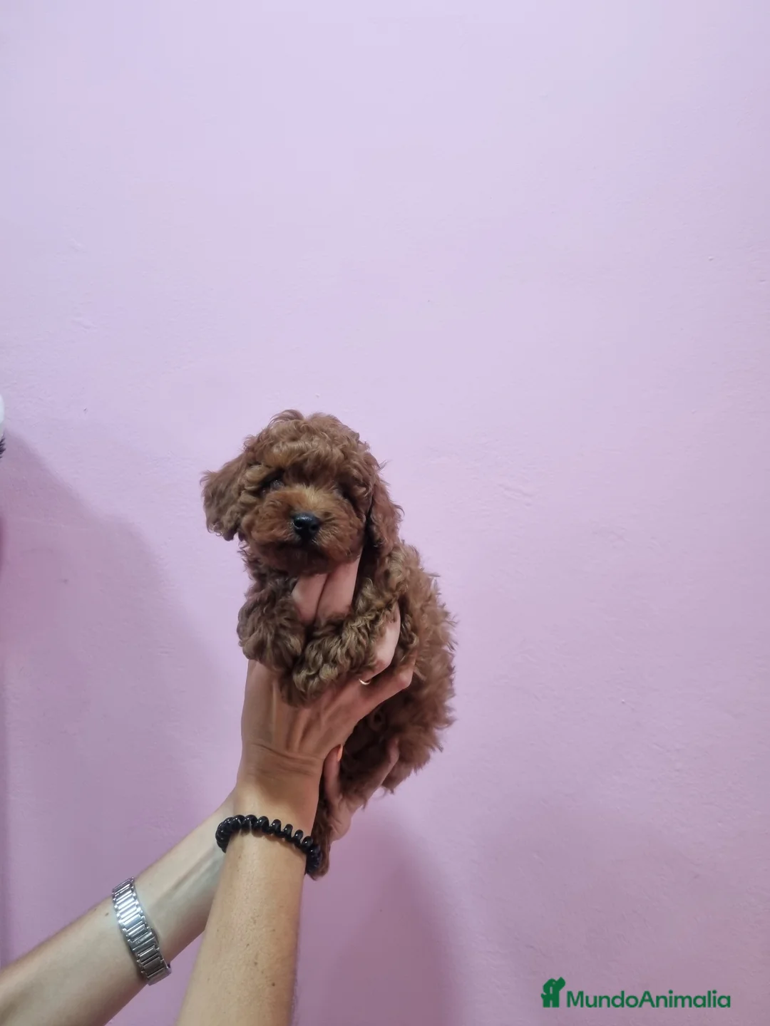 Caniche Toy perros en venta: Caniches minis - Anuncio 2