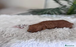 Caniche Toy perros en venta: CANICHE TOY HEMBRA - Anuncio 14