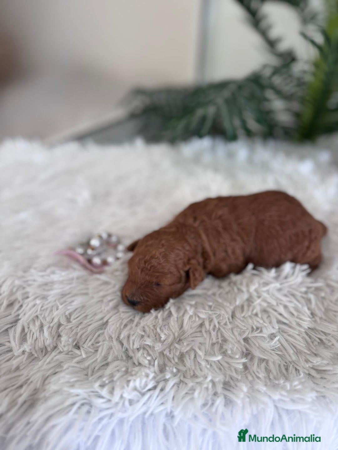 Caniche Toy perros en venta: CANICHE TOY HEMBRA - Anuncio 14