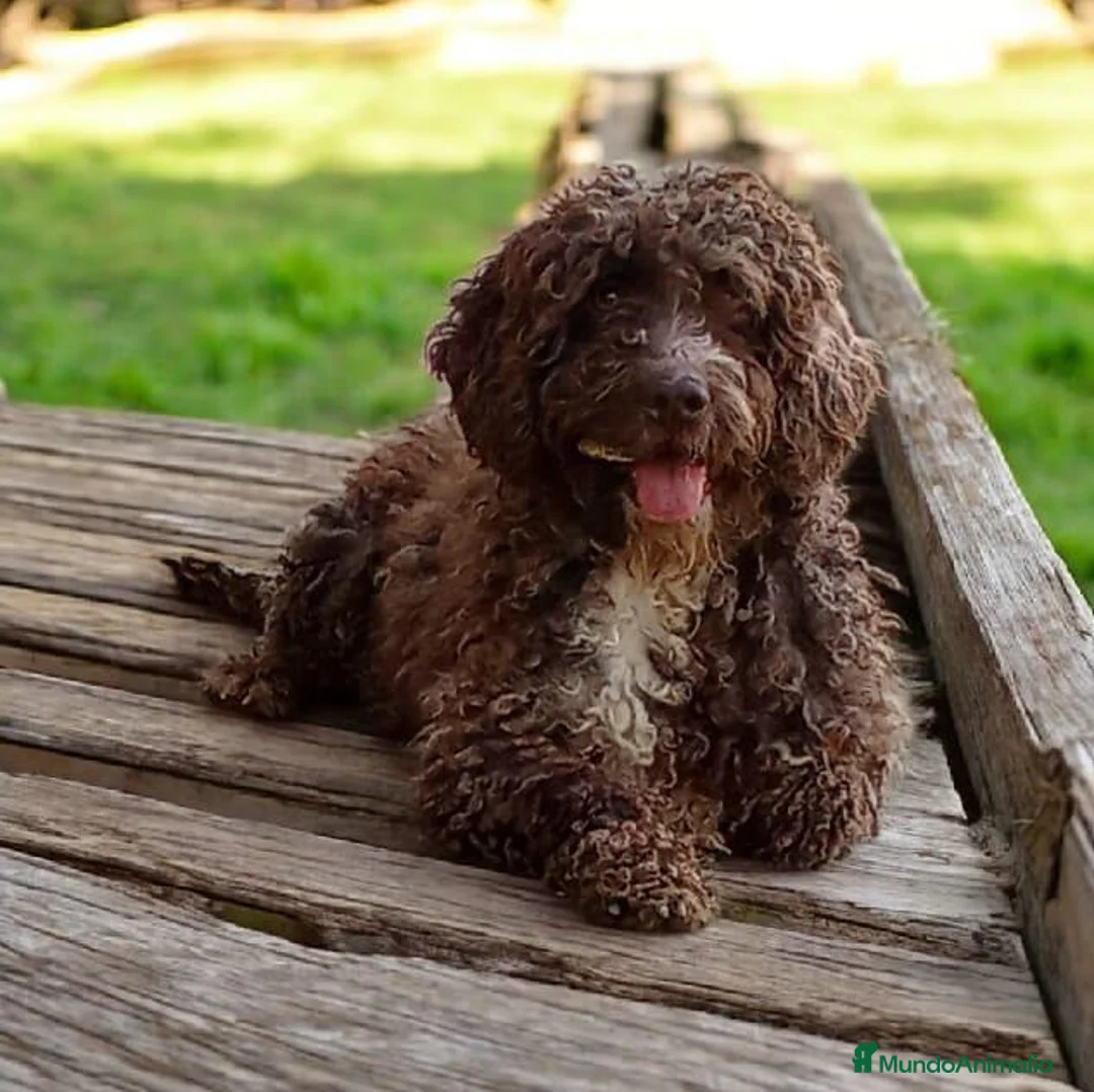Perro de Agua Español perros en venta: Adopción Perro De Agua Español Adultos - Anuncio 1