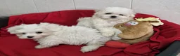 Bichón Maltés perros en venta: Bichón maltés - Anuncio 2