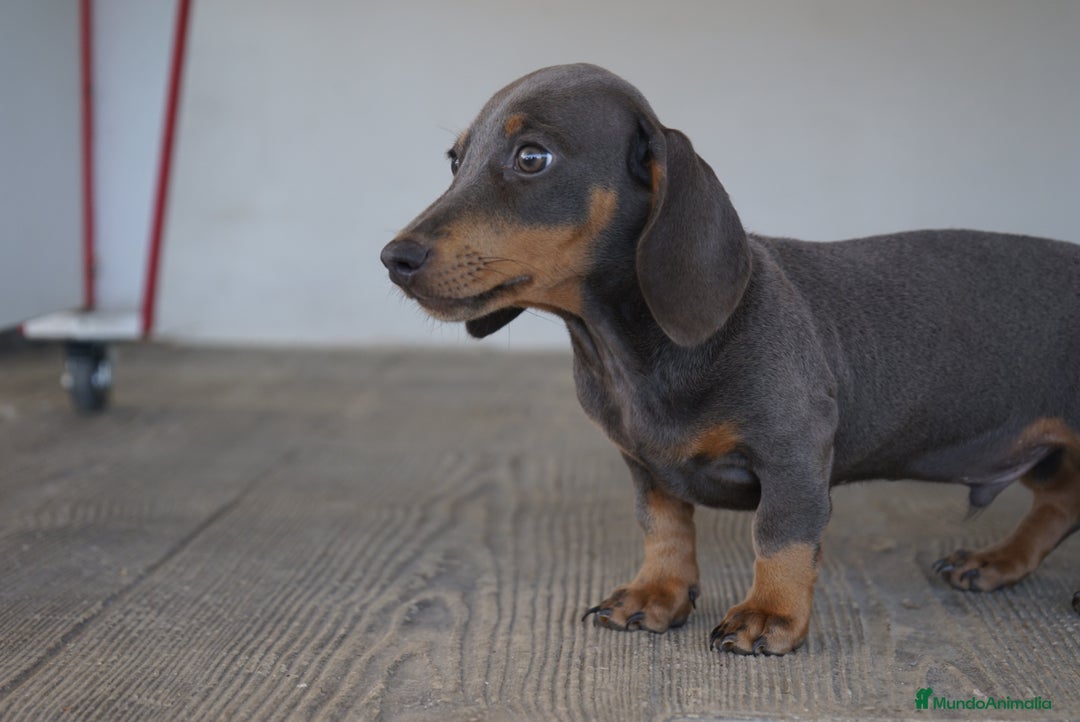 Teckel Miniatura perros en venta: 🌙 Tiko y Monchi – Teckel miniatura silver-blue 🐾 - Imagen 9