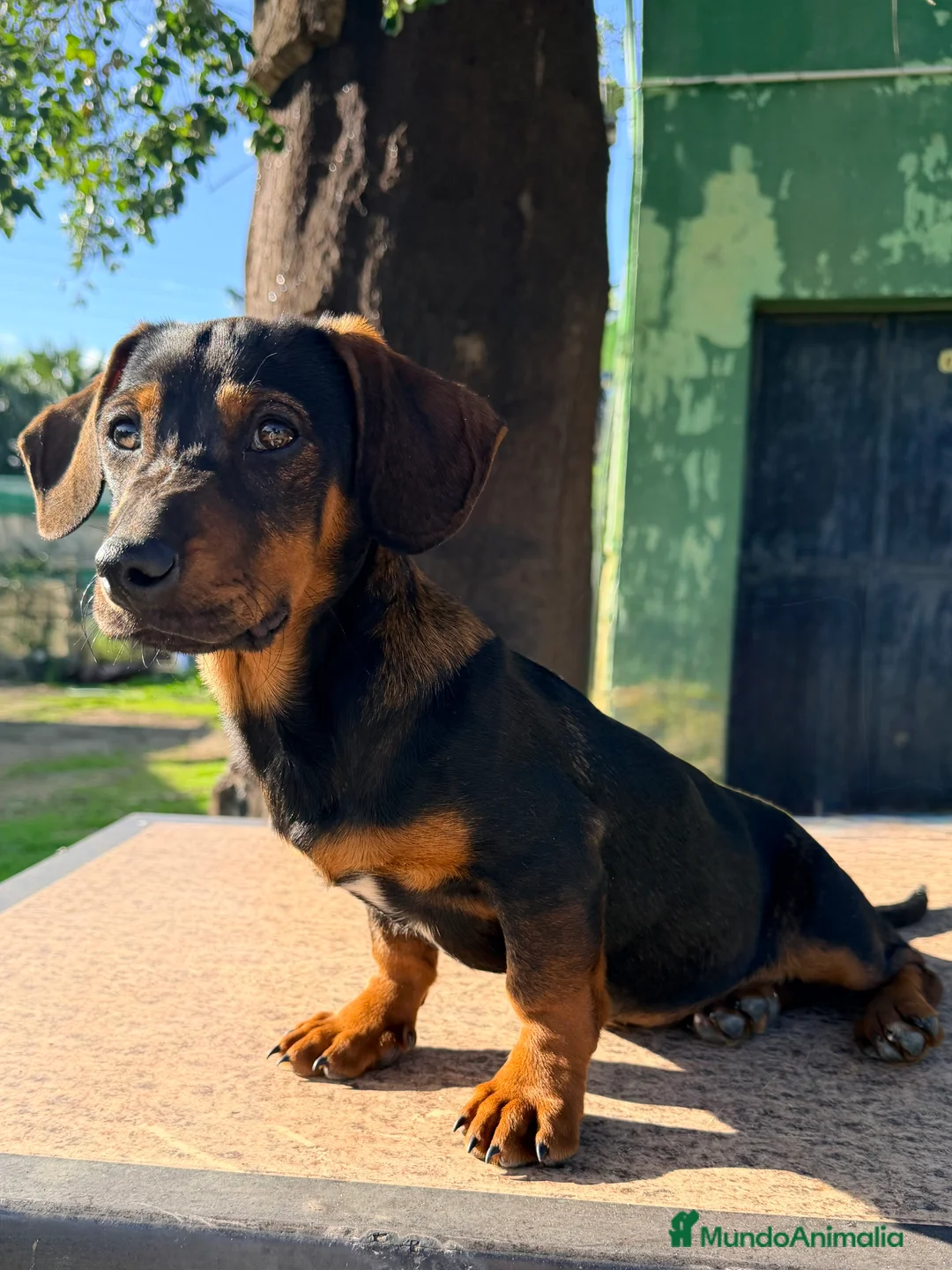 Teckel perros en venta: Teckel negro fuego hembra - Anuncio 1