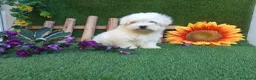 Bichón Maltés perros en venta:  BICHON MALTES  LINEA TOY   MUY CHATO - Anuncio 1